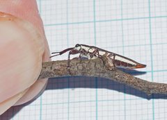Belidae