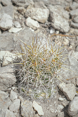 Echinoidea observed 2024-05-05
