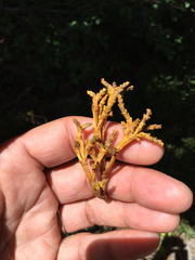 Arceuthobium campylopodum