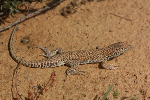 Nidua Fringe-fingered Lizard