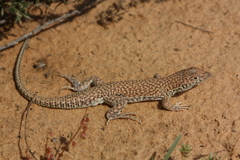 Nidua Fringe-Fingered Lizard photo 2