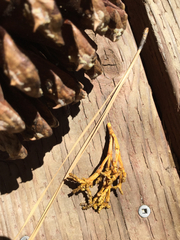 Arceuthobium campylopodum