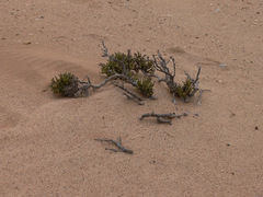 Arthraerua leubnitziae