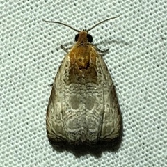 Olethreutes inornatana