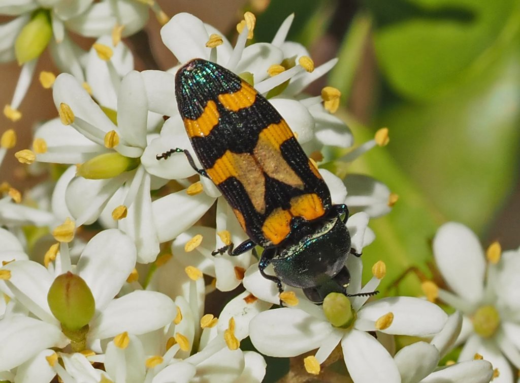 Castiarina flavopicta
