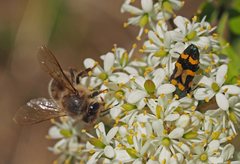 Castiarina flavopicta