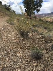 Hymenopappus filifolius lugens