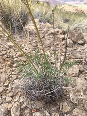 Hymenopappus filifolius lugens