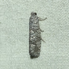 Retinia gemistrigulana