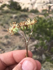 Hymenopappus filifolius lugens
