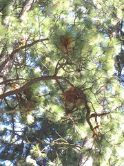 Arceuthobium campylopodum