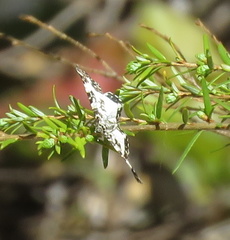 Rheumaptera hastata