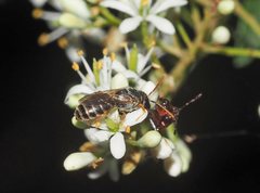 Euryglossa adelaidae