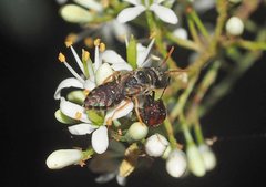 Euryglossa adelaidae