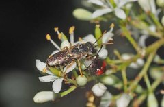 Euryglossa adelaidae