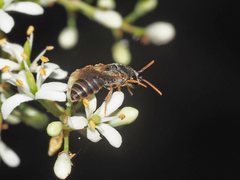Euryglossa adelaidae