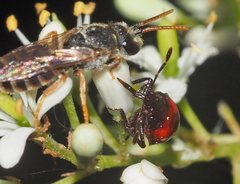 Euryglossa adelaidae