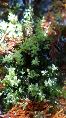 Pseudobryum