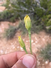 Pseudoclappia arenaria