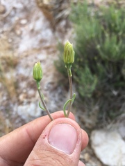 Pseudoclappia arenaria