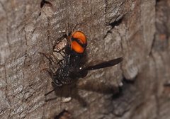 Leucospis