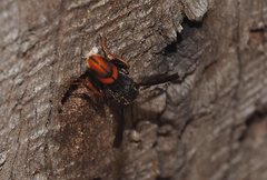 Leucospis