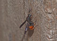 Leucospis