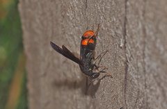 Leucospis