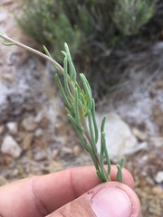 Pseudoclappia arenaria