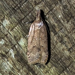 Dichomeris ventrellus