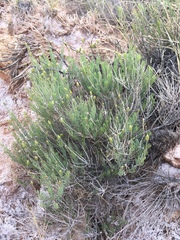 Pseudoclappia arenaria