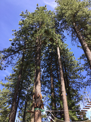 Arceuthobium campylopodum