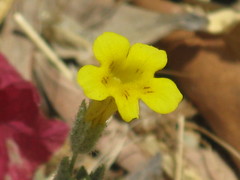 Angiospermae