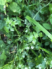 Nemophila parviflora