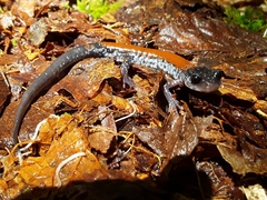 Plethodon yonahlossee