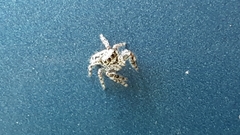 Phidippus putnami