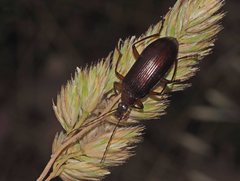 Tanychilus