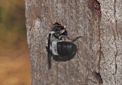 Megachile lucidiventris