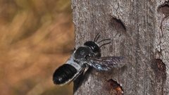 Megachile lucidiventris