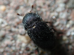 Dermestes laniarius