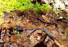 Plethodon yonahlossee
