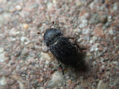 Dermestes laniarius