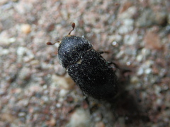 Dermestes laniarius