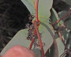 Eurymeloides bicincta