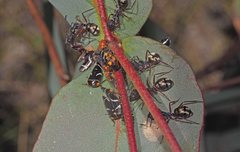Eurymeloides bicincta