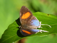 Drupadia ravindra