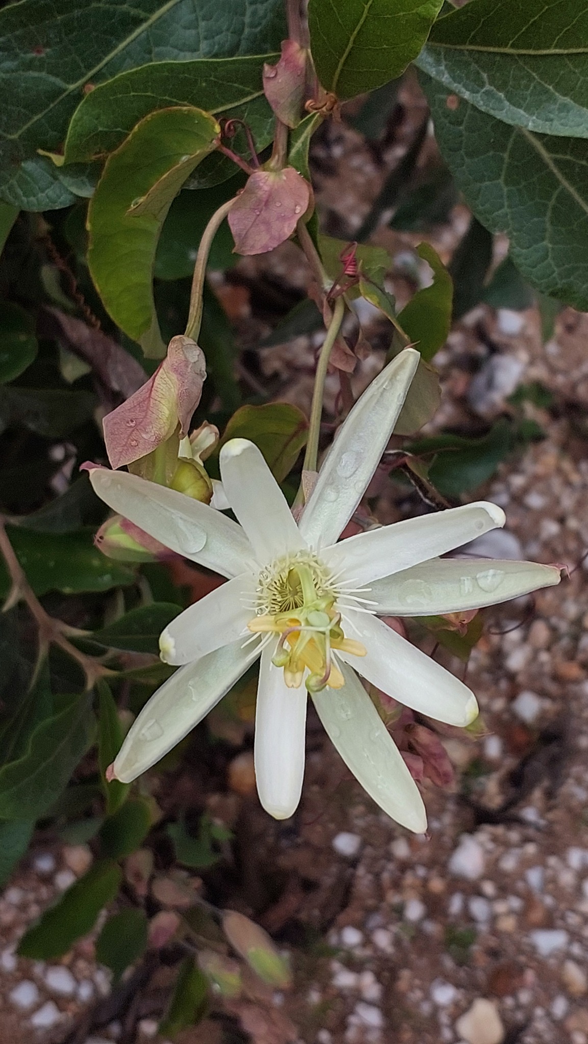 Passiflora silvestris