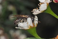Euryglossa ephippiata
