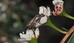 Euryglossa ephippiata