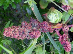 Rumex crassus